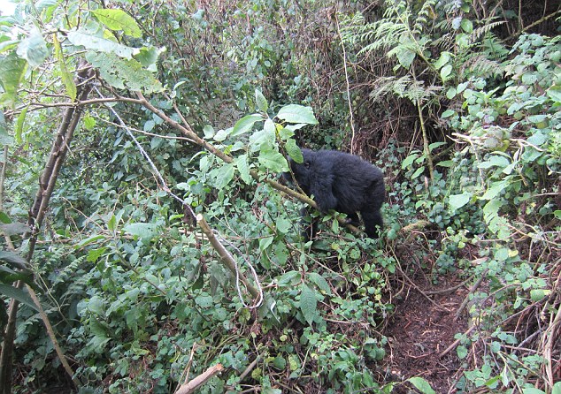 gorilla